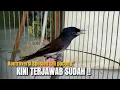 Download Lagu TERBONGKAR‼️TEKA TEKI SPESIES BURUNG TALI POCONG YANG TERNYATA‼️@KangarifPantau