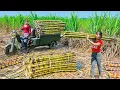 Download Lagu Rewind Timelapse: Use 3-Wheeled Vehicle to Harvest 800kg Sugarcane Go to Market | Phương Farm TV
