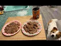 Jinx Premium Wet Dog Food Cans Variety Pack - Salmon Chicken Pate REVIEW