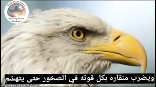 يجدد مثل النسر شبابك  انه وقت الكسر للتجديد  دندنها