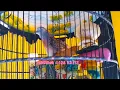 Download Lagu PERKUTUT BANGKOK SUARA LELAH UJUNG PANJANG RING PANDAWA BIRD FARM