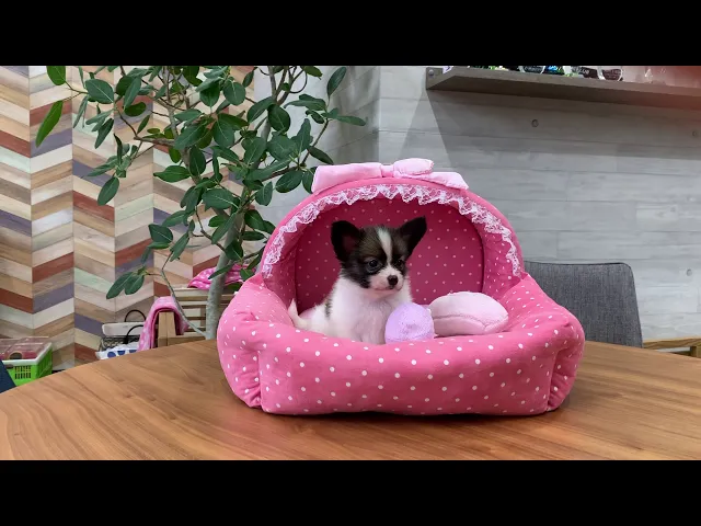 動画