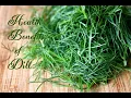 Lagu Dill Leaves- Worlds Healthiest Food Nutritional Facts, Uses, Health benefits and Side effects