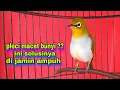 Download Lagu Pleci Ngecir + Ngalas Cocok Untuk Perangsang Menaikan Birahi Pleci Macet