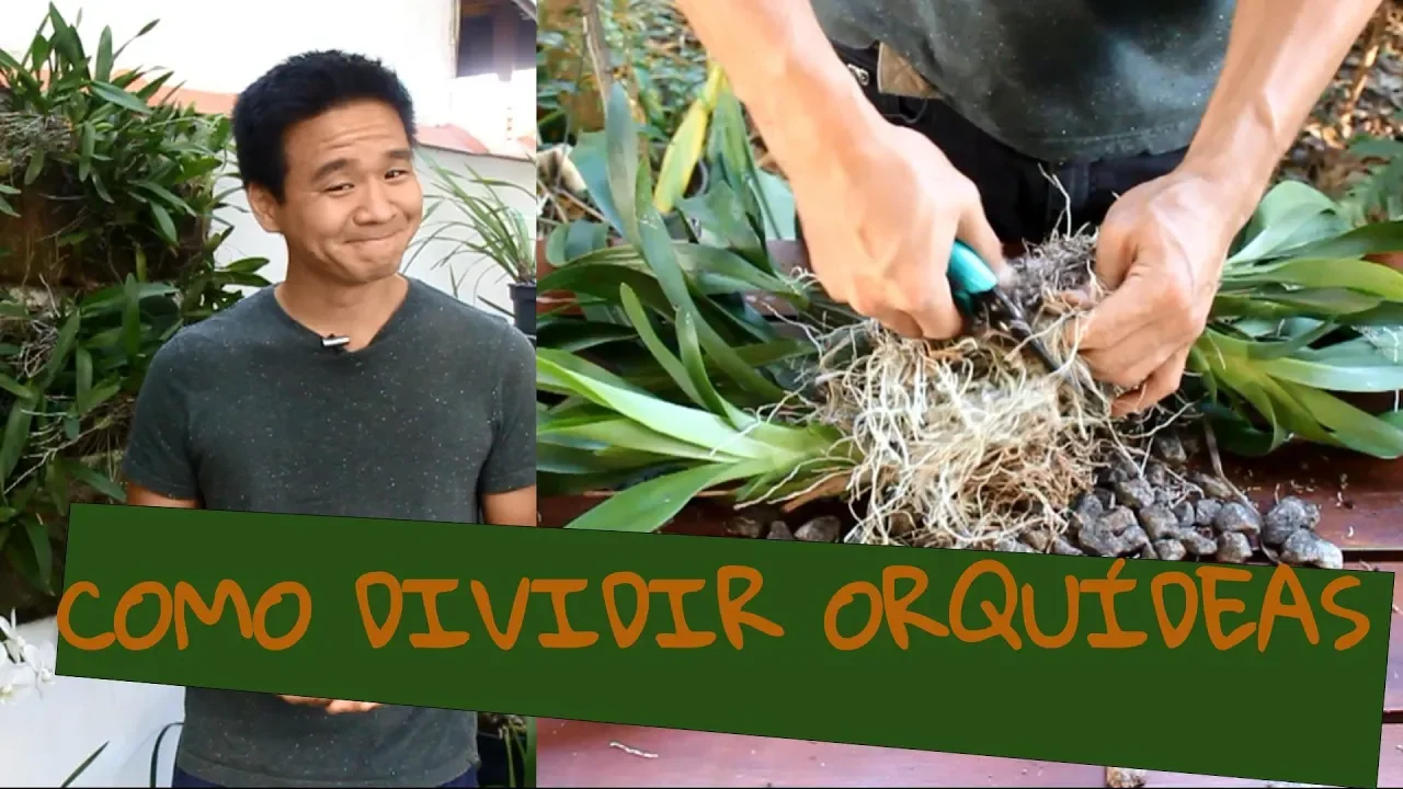 COMO DIVIDIR MUDAS DE ORQUÍDEAS?