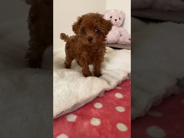 動画
