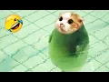 Download Lagu ¡Prepárate para reír! 😂 Los perros y gatos más divertidos 😹🐶 Parte 6