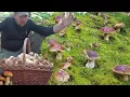 Download Lagu Giant groups of young mushrooms. First Autumn White Mushrooms 2025.