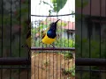 Download Lagu Suara cuit cuit burung sogon suara pikat sogon #sogonnembakpanjang #pancingansogokotong #birds