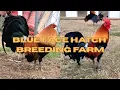 Blue Face Hatch Breeding Farm