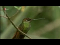 Download Lagu Kolibris im Anden-Nebelwald