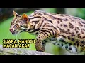 Suara panggilan Macan Akar