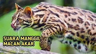 Download Suara panggilan Macan Akar MP3