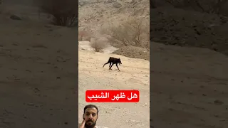 ظهور حيوان الشيب المنقرض ذئب ذيب 