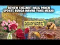 Download Lagu Review rasa dari Chestnut hasil mulung di hutan bunga mawar pada mekar di suhu beku