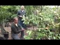Using MULCH for Incredible Edible Tree Growth Fruit Production
