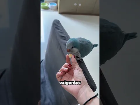 Así empieza el día con todos sus animales #shortvideo