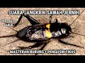 Download Lagu SUARA JANGKRIK SAWAH JERNIH