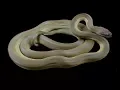 Papuan Olive pythons and Maternal incubation