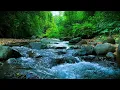 Download Lagu Aliran Sungai yang Tenang dan Burung-Burung Hutan – 8 Jam untuk Tidur, Belajar, atau Bersantai