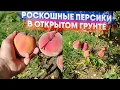 Download Lagu Роскошные персики в открытом грунте