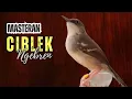 Lagu Masteran Ciblek Ngerben, Tembakan Ciblek Bren