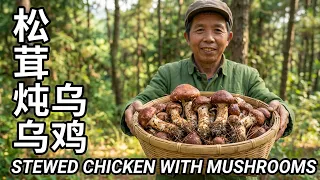 林下采收大批鲜嫩赤松茸,自然晾晒更添醇香,土砂锅慢炖乌鸡鲜美暖胃!【康仔农人】