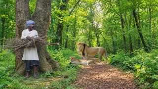 LION ATTACK MAN IN THE FOREST🌲| LION ATTACK | LION KING