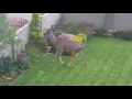 Download Lagu Kudu jumping over a residential fence