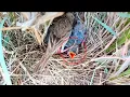 Download Lagu Pipit bird looking at the camera || Animals and Birds
