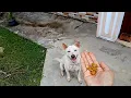 How An Amateur Trains A Dog Part 1