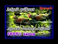 Download Lagu Suara pikat mp3 ayam hutan hijau 1000% ampuh