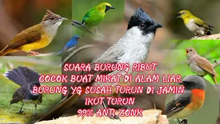 Download suara burung ribut  #suaraburungribut MP3