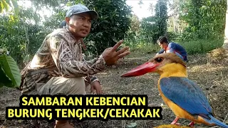 Download INSIDEN Tak Terduga....Pikat Kutilang diserang burung Tengkek/Burung Bekakak MP3