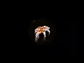 Egbert - Warpspeed (T78 Remix)
