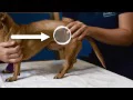 Bladder Expression