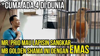 golden shama magpie robin bidding for 300 million rupiah mr prio absolutely drooled over thi