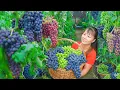Download Lagu TIMELAPSE -- Harvest 1000+ Giant Purple Grapes, Go to Market Sell \u0026 Take Care of 100 Wild Ducks