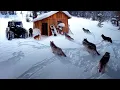 Download Lagu A PACK OF WOLVES CAME TO A TAIGA HUT! A TROUBLED NIGHT IN THE FOREST  AN EMERGENCY ALMOST HAPPENED!