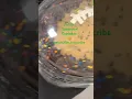 Publix Superbowl Cupcakes watch like subscribe