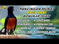 Download Lagu 🔴 LIVE - Pancingan Murai Batu Malam hari Full Isian Tembakan Kasar bikin Murai Macet Auto Nyaut