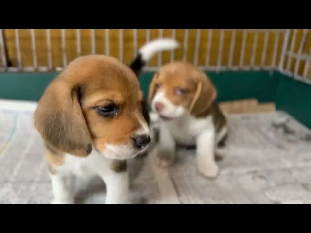 動画