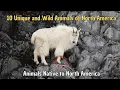 10 Unique and Wild Animals of North America Animals Native to North America