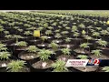 Trulieve CEO gives tour of Florida facility says voters should decide on recreational pot