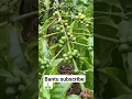 Download Lagu yakin terkejut melihat buah kopi Lampung #kopi #petanimuda