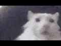 cat gifs but I added sound effects part 3