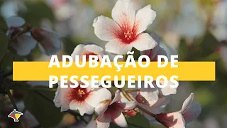 Adubação nos pomares de pêssego | Programa Terra Sul
