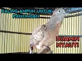 Download Lagu PANCINGAN PALING AMPUH PERKUTUT BANGKOK GACOR SUARA BIKIN SEMUA PERKUTUT NYAUT
