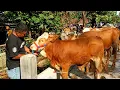 Download Lagu Kumpulan Pedet Pedet Super Pilihan Calon Jumbi Pasar Sapi Ambarketawang Jogja !!