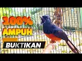 Download Lagu 100% AMPUH untuk PANCINGAN EMOSI murai batu anda